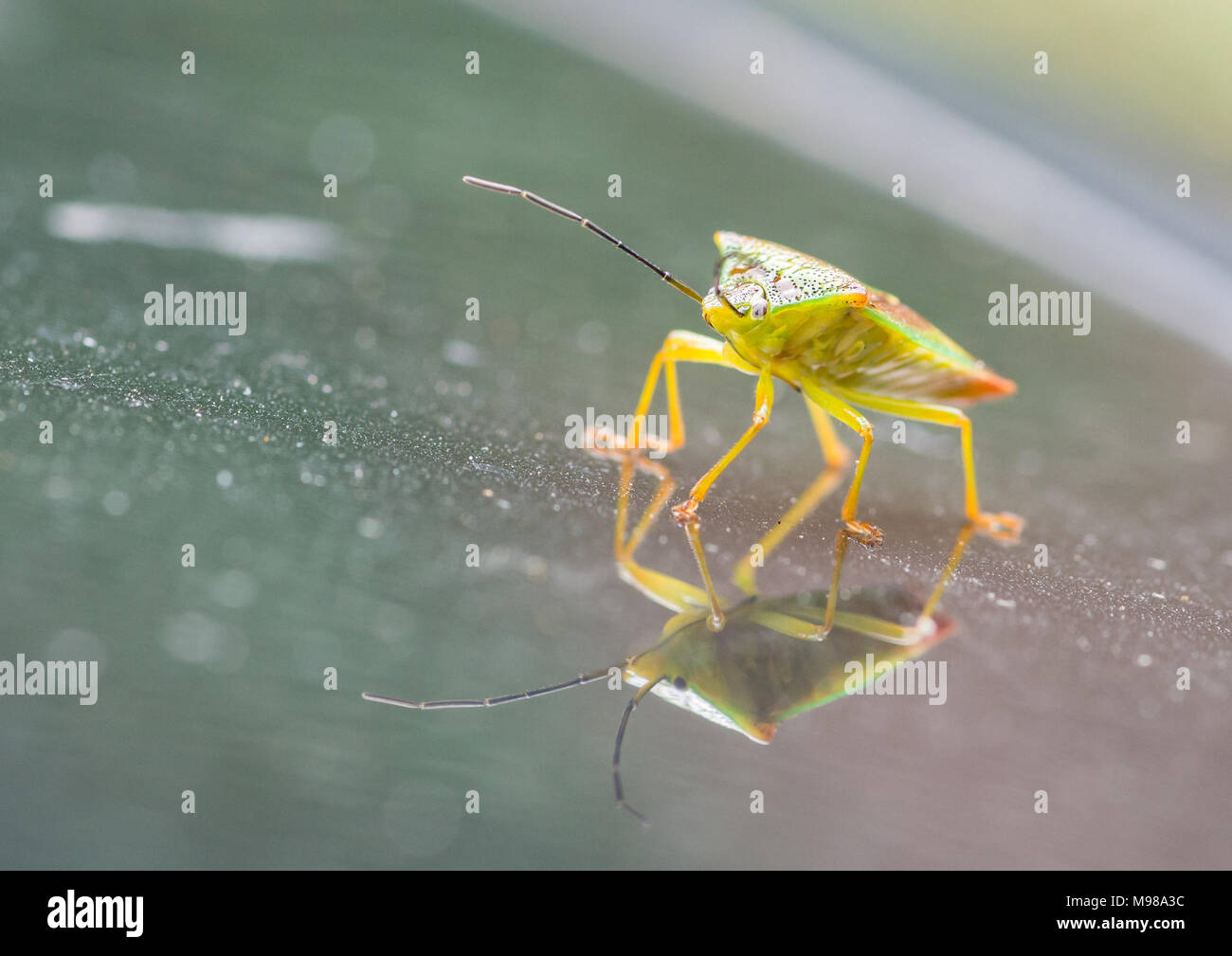 Eine Makroaufnahme eines Shield bug sitzt auf einer metallischen Oberfläche. Stockfoto