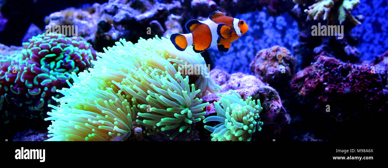 Clownfisch Die beliebtesten Fische in Aquarien Stockfoto