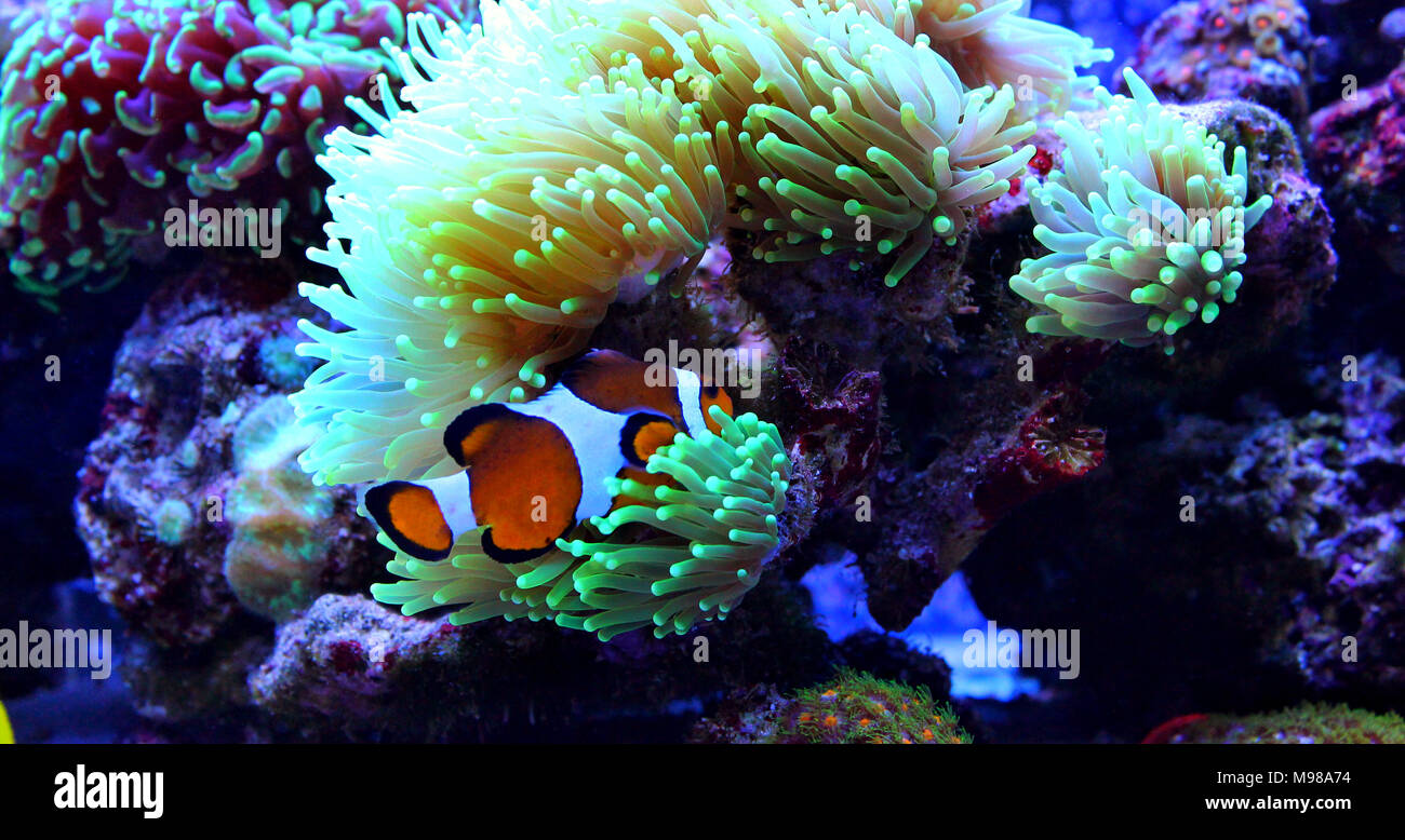 Clownfisch Die beliebtesten Fische in Aquarien Stockfoto