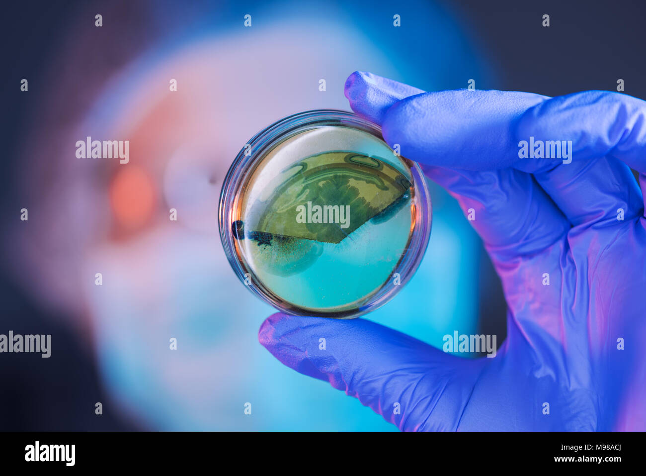 Wissenschaftlerin Analyse der wachsenden bakteriellen Kulturen in der Petrischale im Labor, in der Wissenschaft und in der Mikrobiologie Hintergrund Stockfoto
