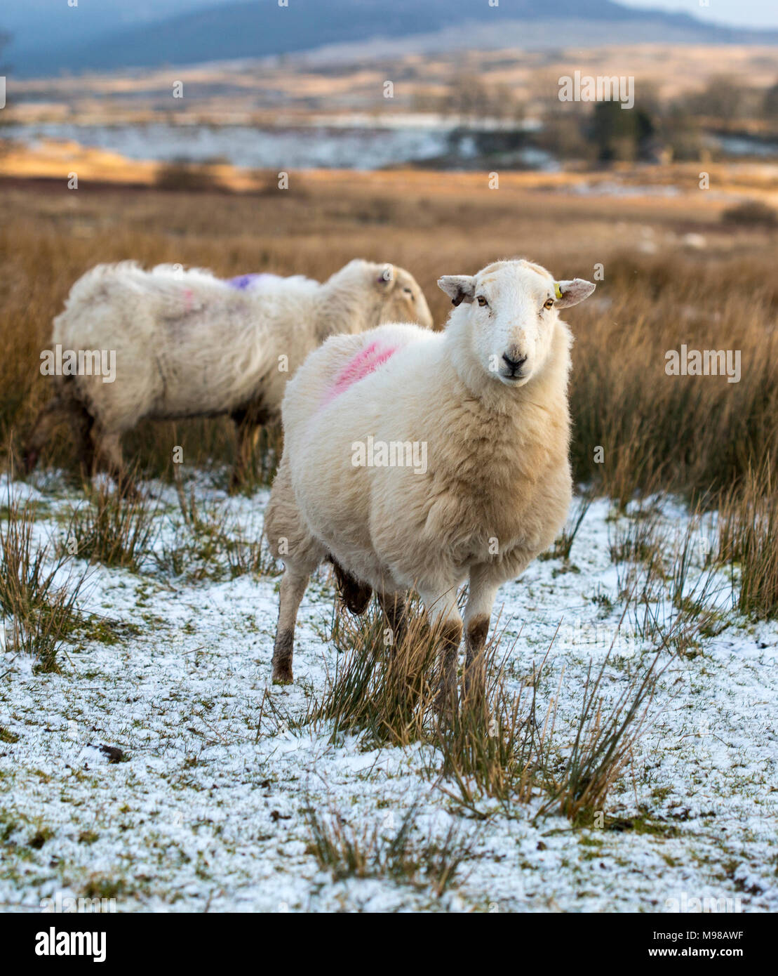 Herdwick-schafe in Noth Wales im Winter bei Sonnenuntergang. Die Schafe haben eine orangefarbene Tönung aufgrund der untergehenden Sonne. Die Schafe werden in Kürze Lamm. Stockfoto