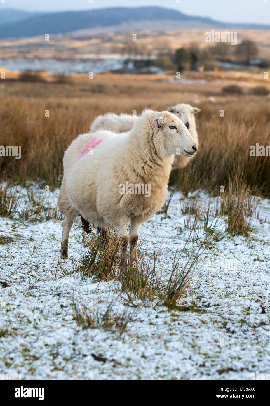 Herdwick-schafe in Noth Wales im Winter bei Sonnenuntergang. Die Schafe haben eine orangefarbene Tönung aufgrund der untergehenden Sonne. Die Schafe werden in Kürze Lamm. Stockfoto