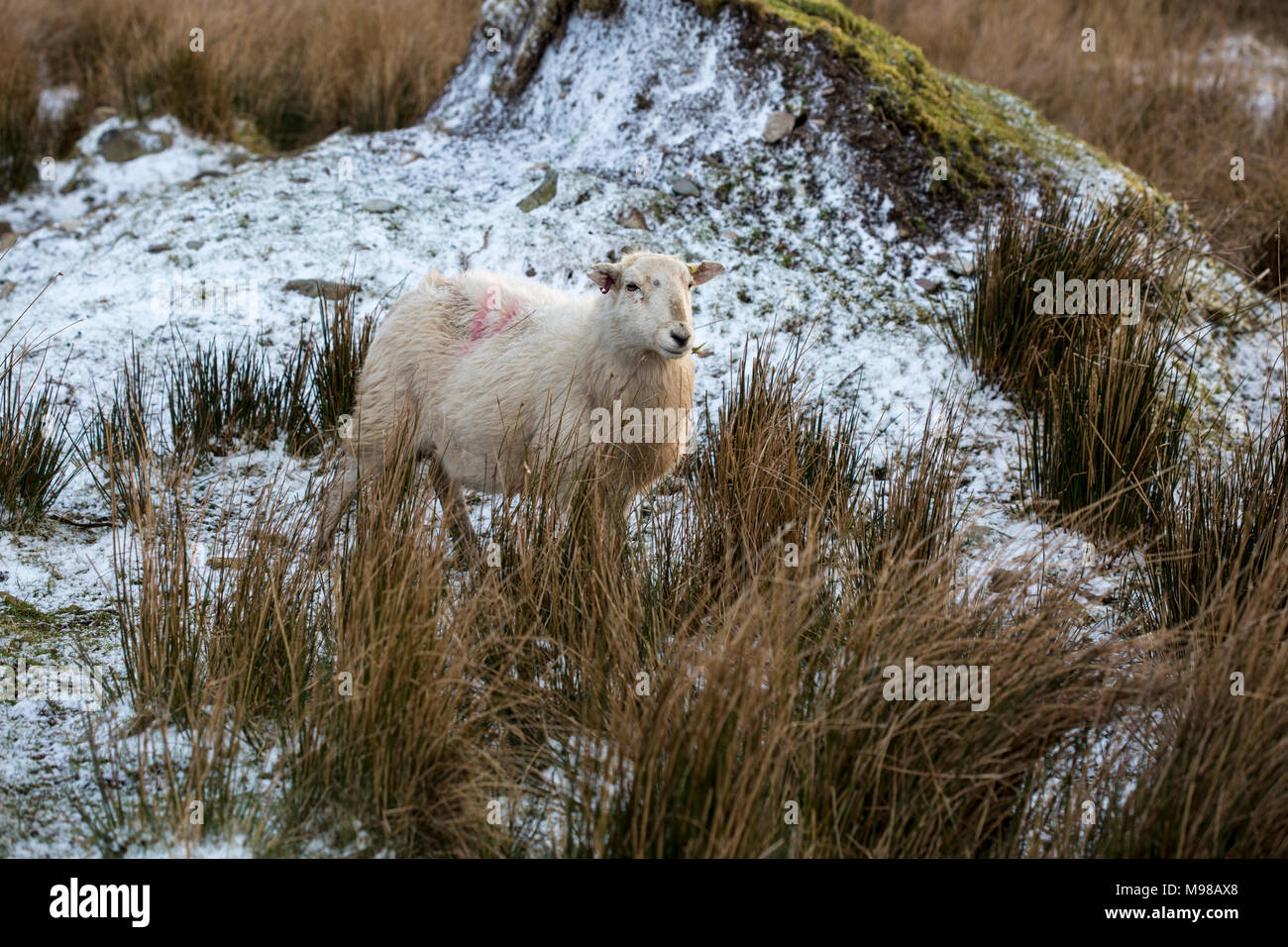 Herdwick-schafe in Noth Wales im Winter bei Sonnenuntergang. Die Schafe haben eine orangefarbene Tönung aufgrund der untergehenden Sonne. Die Schafe werden in Kürze Lamm. Stockfoto