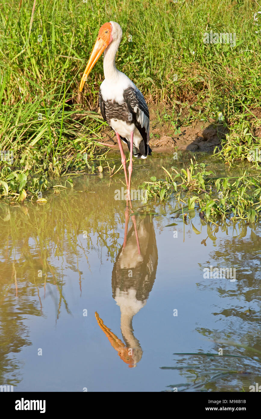 Eine gemalte Stork (Mycteria leucocephala) in Wasser in Yala National Park wider, Sri Lanka an einem sonnigen Tag. Stockfoto
