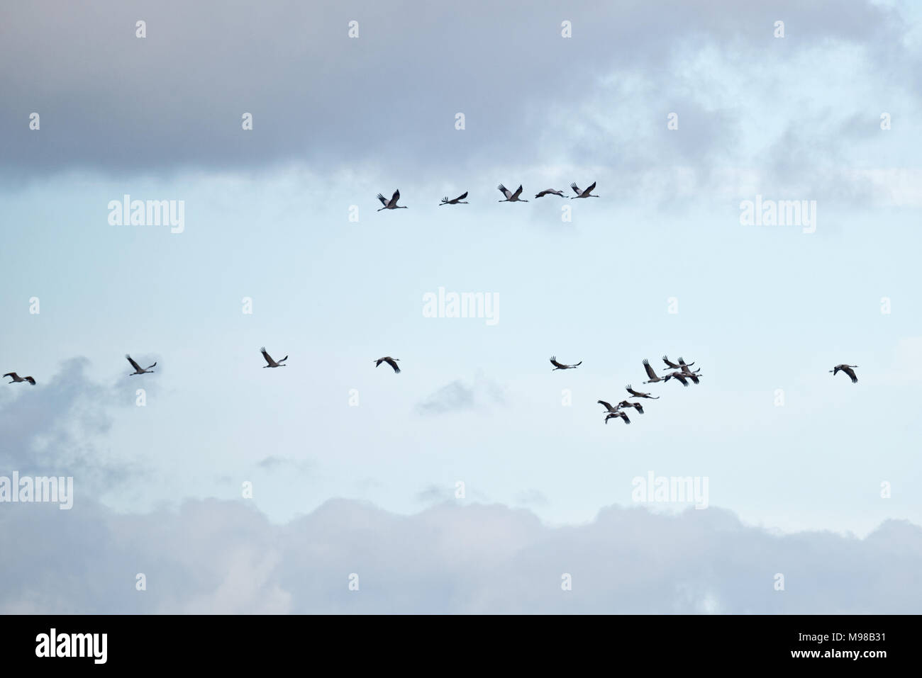 Eine Herde von Gemeinsamen oder Eurasische Krane als Teil der großen Kran Projekt wieder eingeführt, fliegen über Aller Moor auf der Somerset Levels, England, UK. Stockfoto