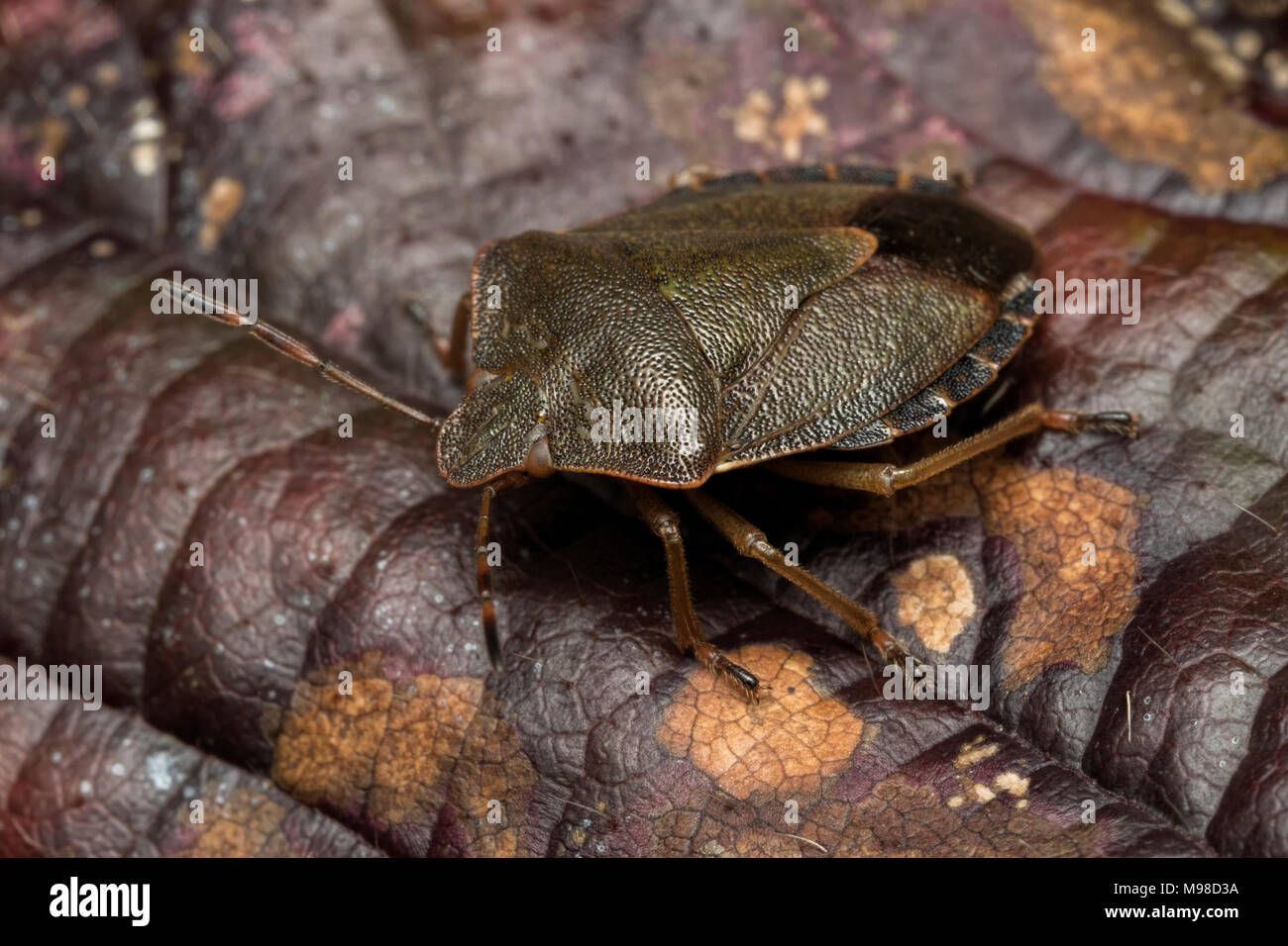 Gemeinsame Green Shieldbug (Palomena prasina) im Winter Farben ruht auf dornbusch Blatt. Tipperary, Irland Stockfoto