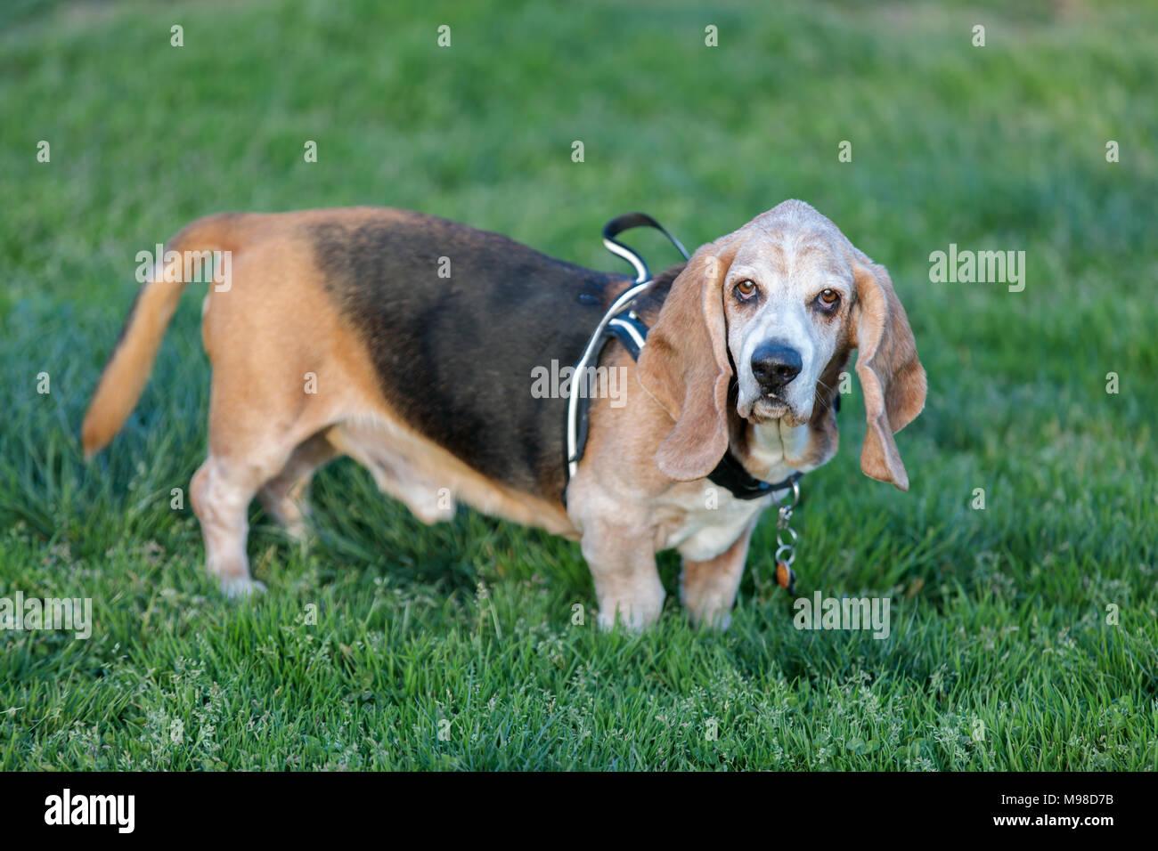 Basset Hound erwachsenen männlichen Portrait Stockfoto
