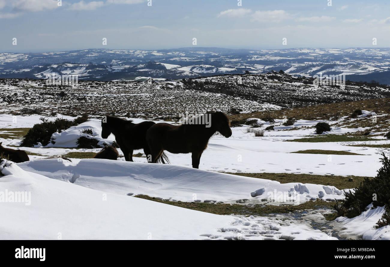 Dartmoor Ponys im Schnee Stockfoto