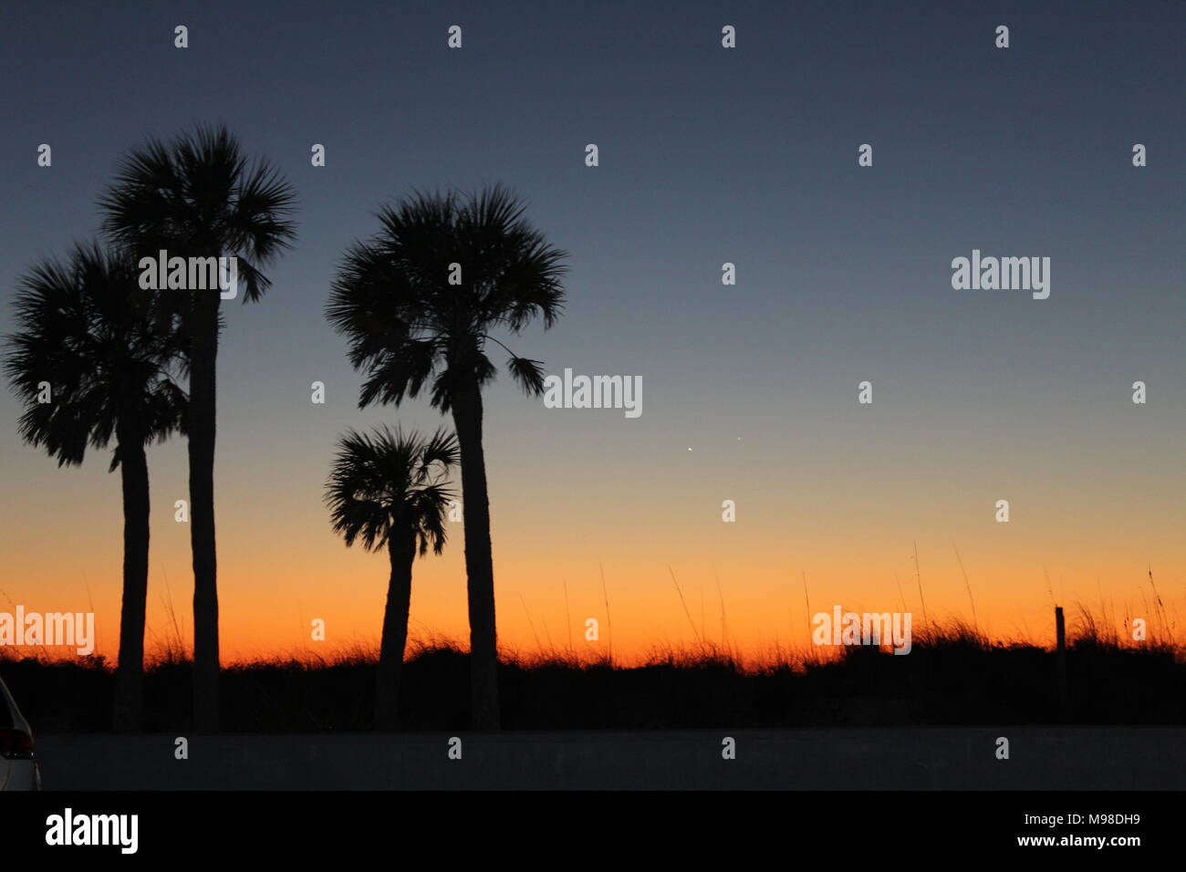 Silhouette von Palmen bei Sonnenuntergang in St. Pete Beach, Florida Stockfoto