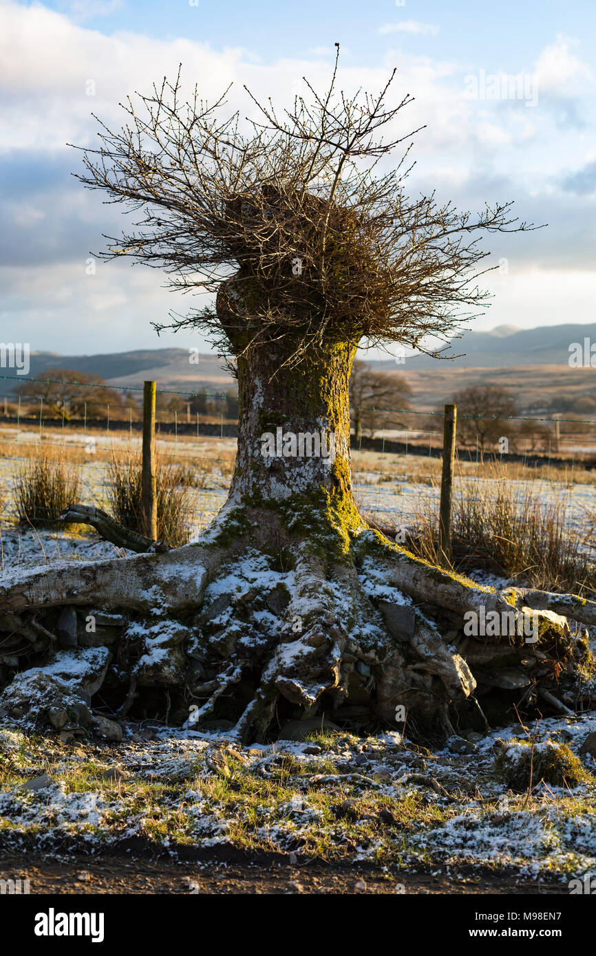 Am Baumstumpf und seine Wurzeln. Der Baum hat begonnen mit vielen kleinen Zweigen bilden eine Krone wieder nachwachsen. Es sieht merkwürdig. Die Sonne untergeht. Stockfoto
