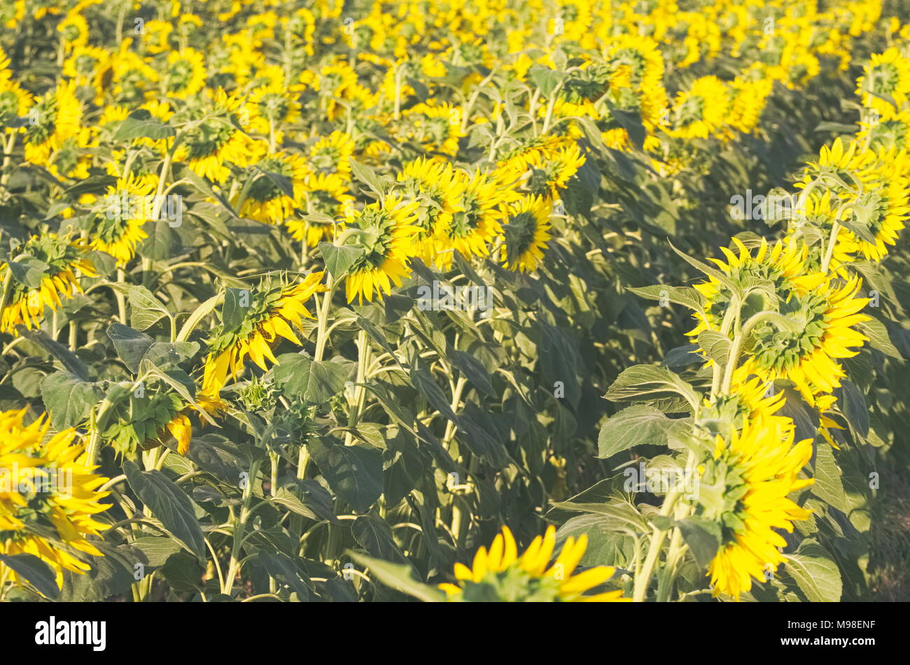 Sonnenblumenfeld an einem warmen Sommertag Stockfoto