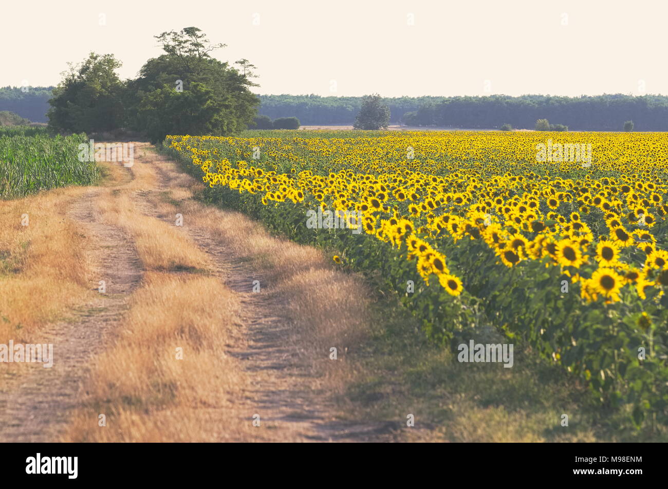 Sonnenblumenfeld mit Schmutz der Straße im Sommer Stockfoto