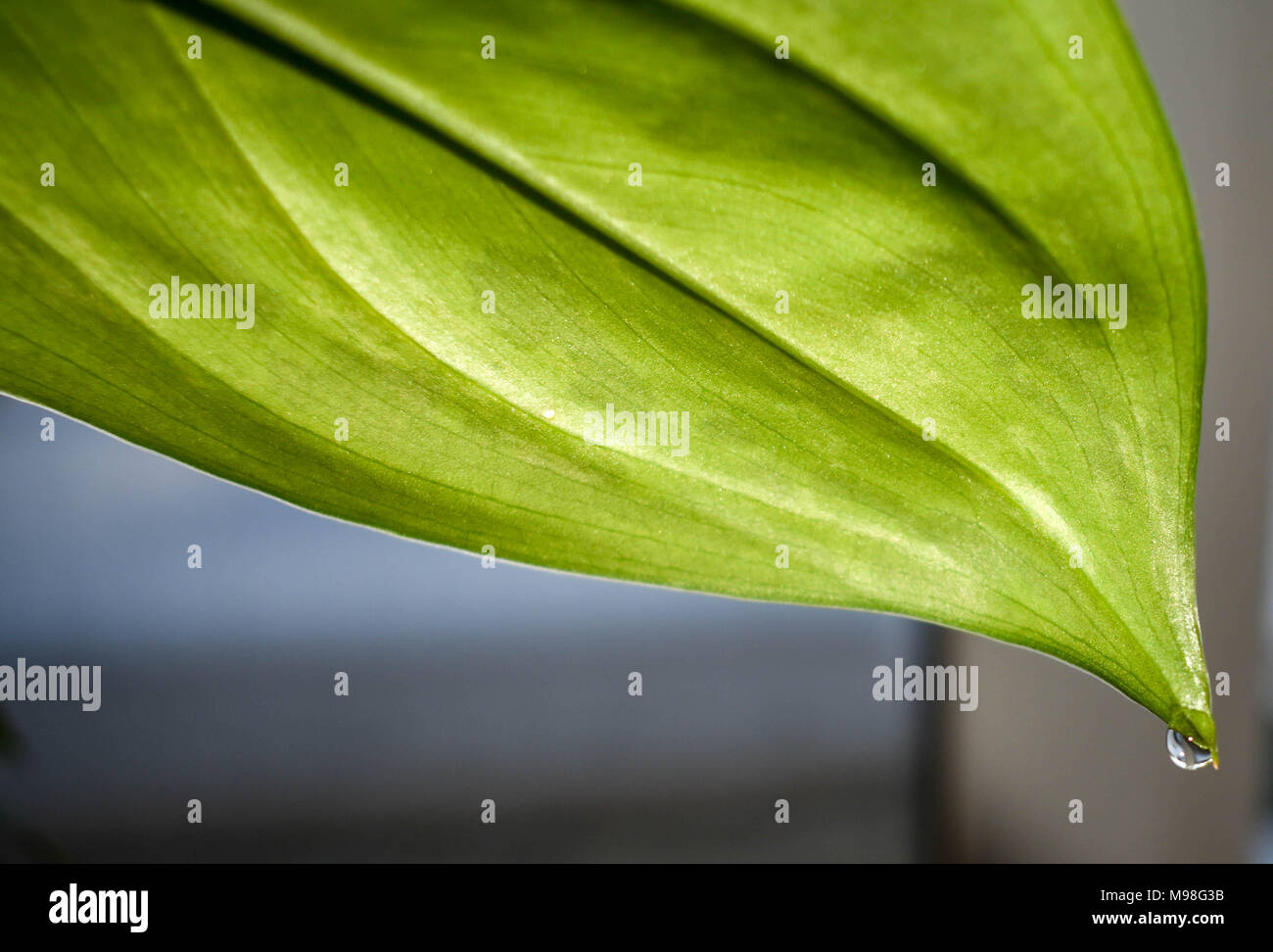 Tropfen auf Blatt Stockfoto