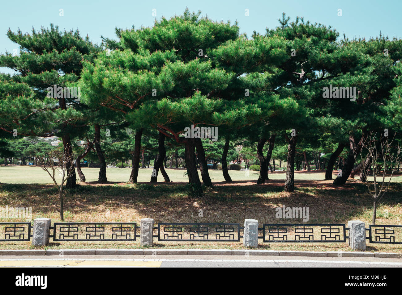 Pinien in Seoul National Friedhof, Korea Stockfoto