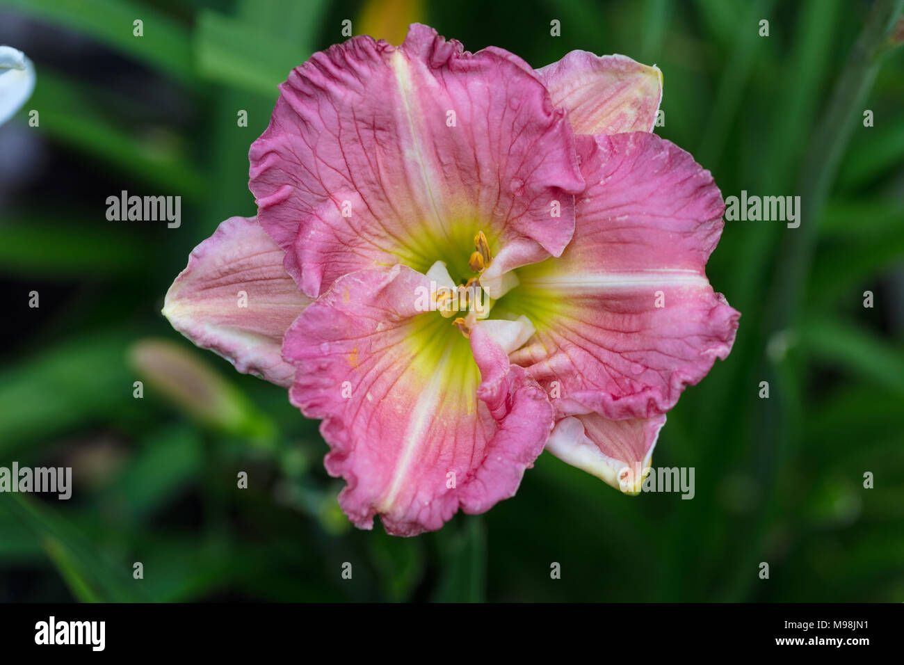 'Pink Flirt' Daylily, Daglilja (Hemerocallis) Stockfoto