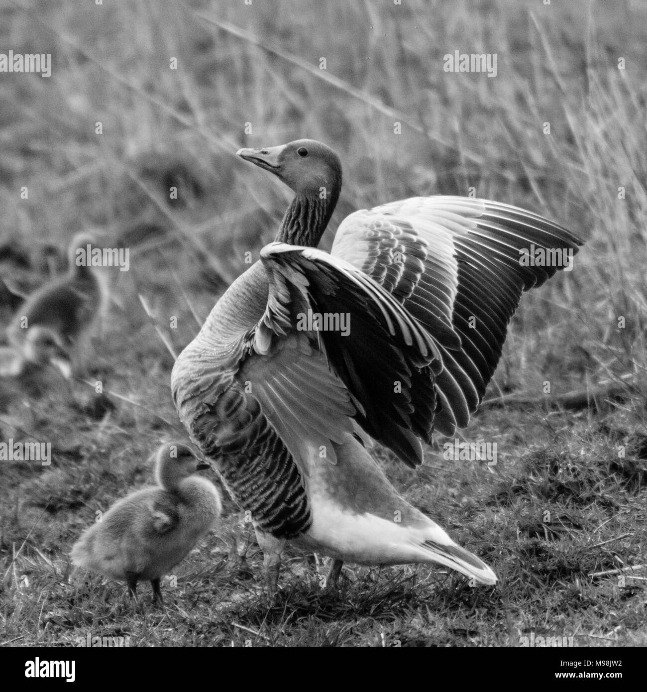 Eine Gruppe von Gänsen und jungen Gänschen in der Natur reserver Oostvaardersplassen, in den Niederlanden auf einer Feder am Nachmittag. Stockfoto