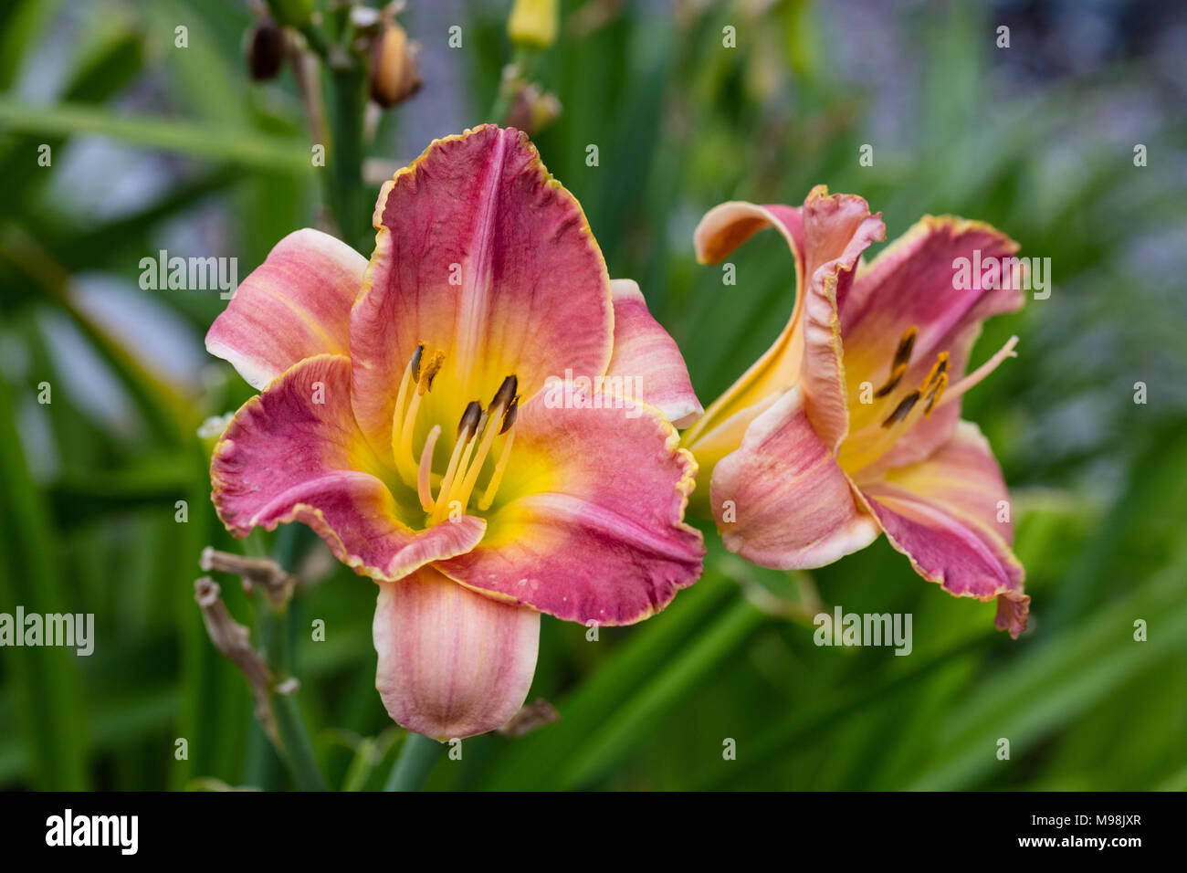 "Wahrhaft Himmlische' Daylily, Daglilja (Hemerocallis) Stockfoto