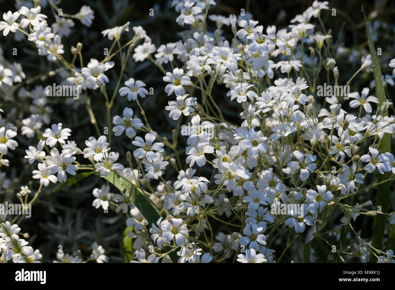 Schnee-im-Sommer, Silverarv (Cerastium tomentosum) Stockfoto