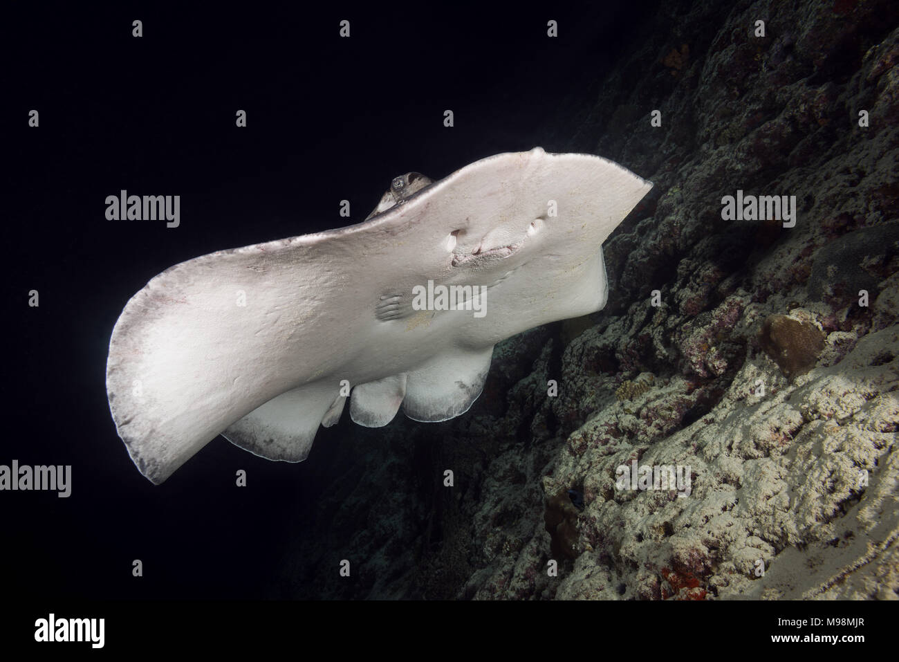 Runde ribbontail Ray (Taeniura meyeni) in der Nähe von Riff in der Nacht schwimmen Stockfoto