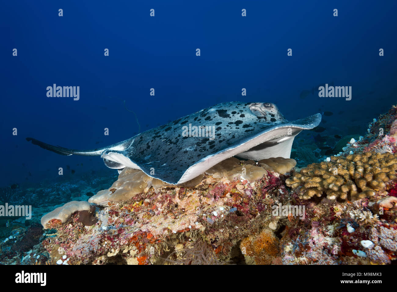 Runde ribbontail Ray (Taeniura meyeni) liegen auf dem Korallenriff Stockfoto