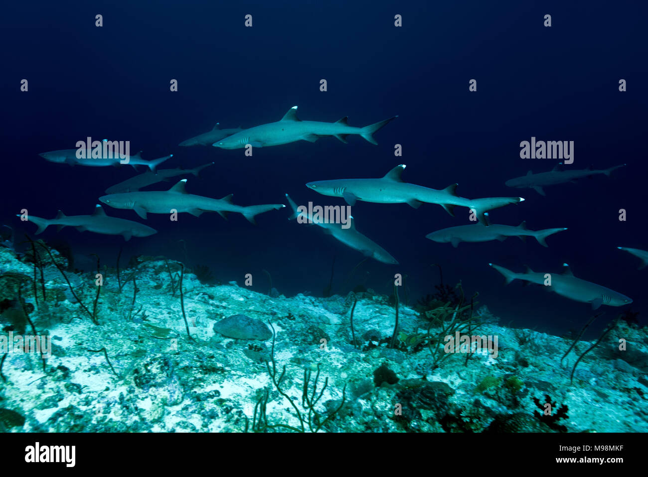 Schule der Weißspitzen-Riffhai (Triaenodon obesus) schwimmt im blauen Wasser über Coral Reef Stockfoto