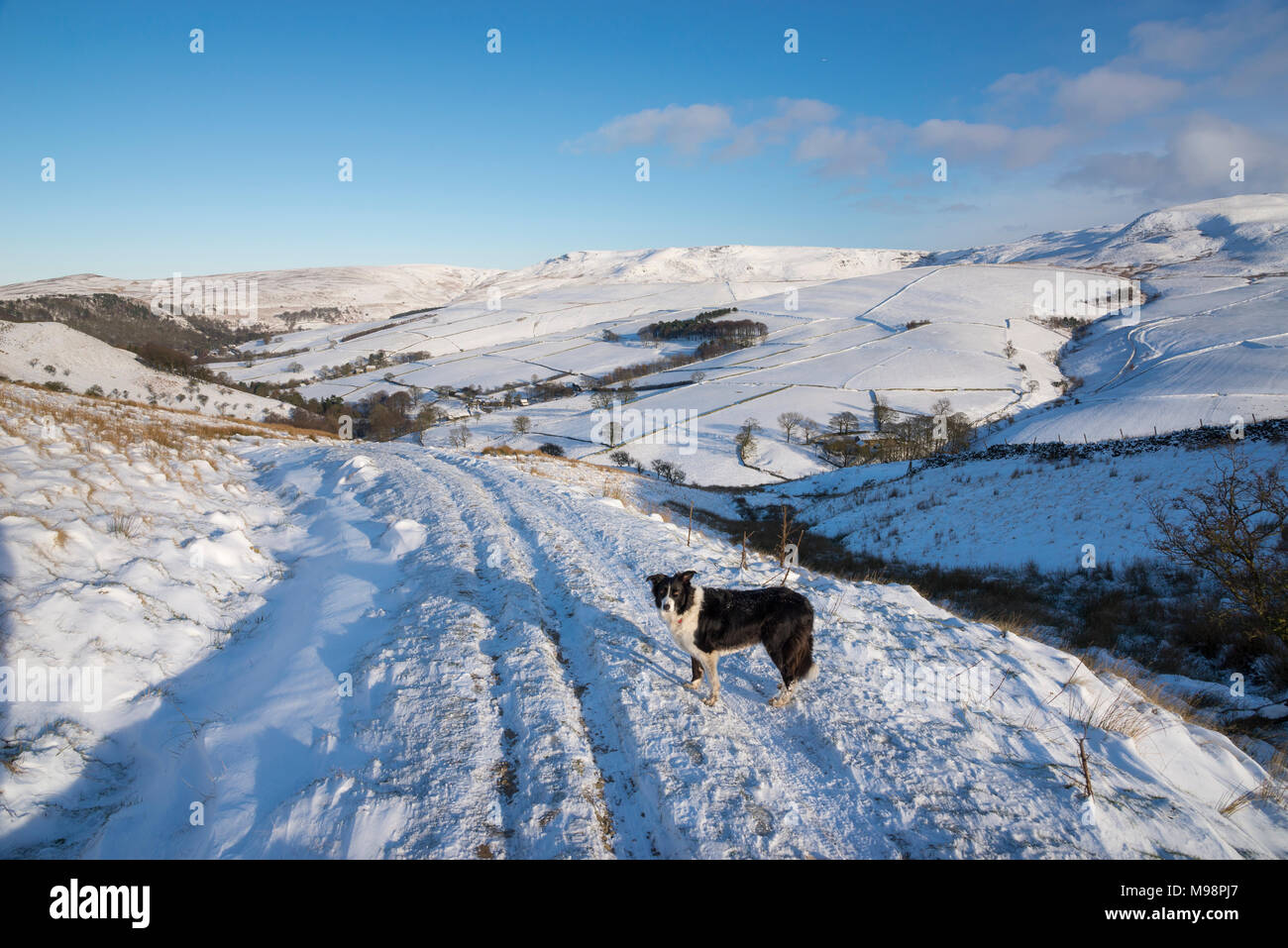 Border Collie auf einem Wanderweg in der Nähe von Hayfield in den Hügeln des Peak District, Derbyshire. Ein schöner Wintermorgen. Blick auf Kinder Scout. Stockfoto