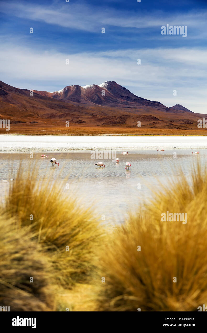 Laguna Hedionda an Eduardo Avaroa Fauna der Anden nationale Reserve in Bolivien Stockfoto