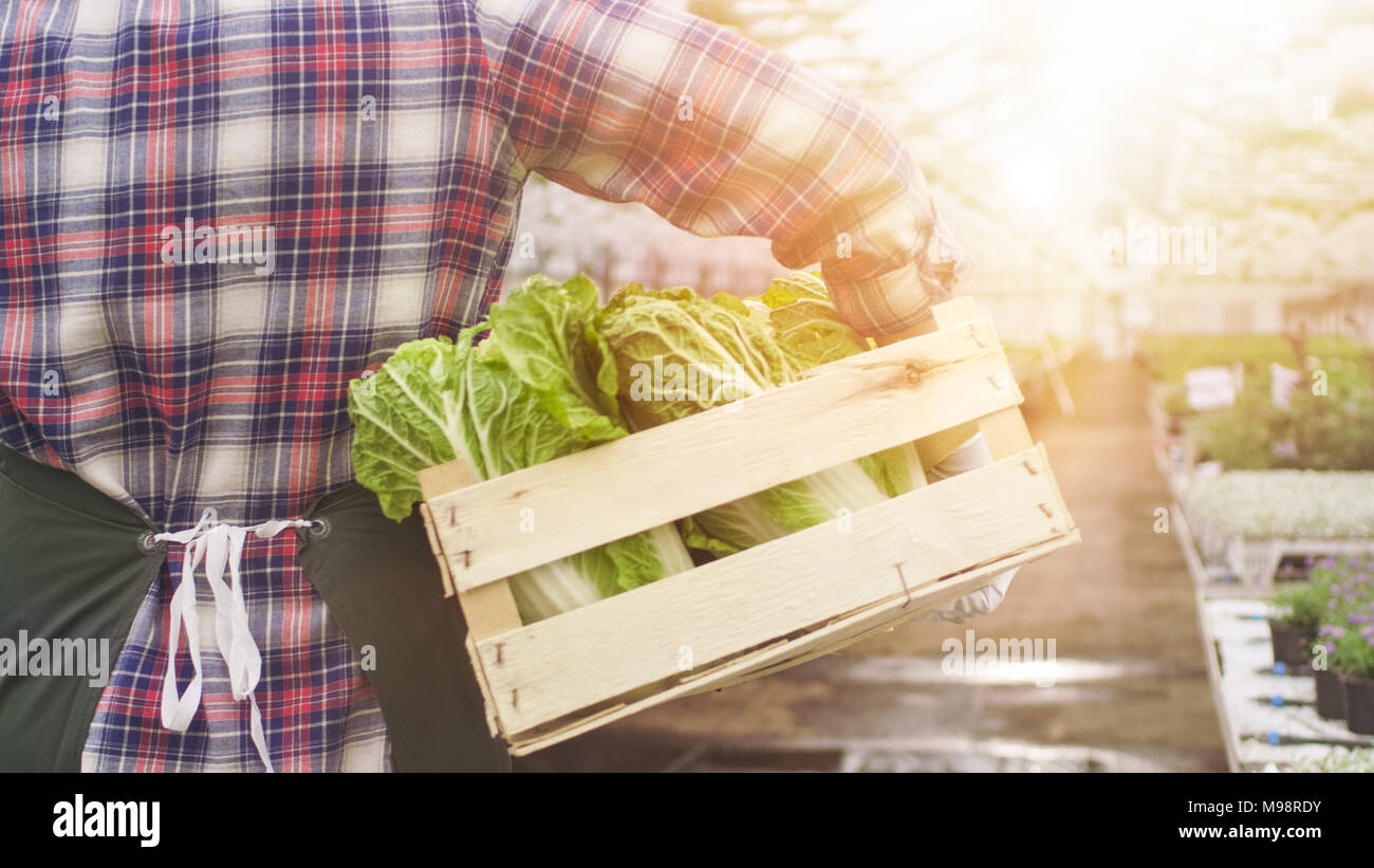 Gerne Landwirt Spaziergänge mit Box voller Gemüse durch Industrielle, hellen Gewächshaus. Stockfoto