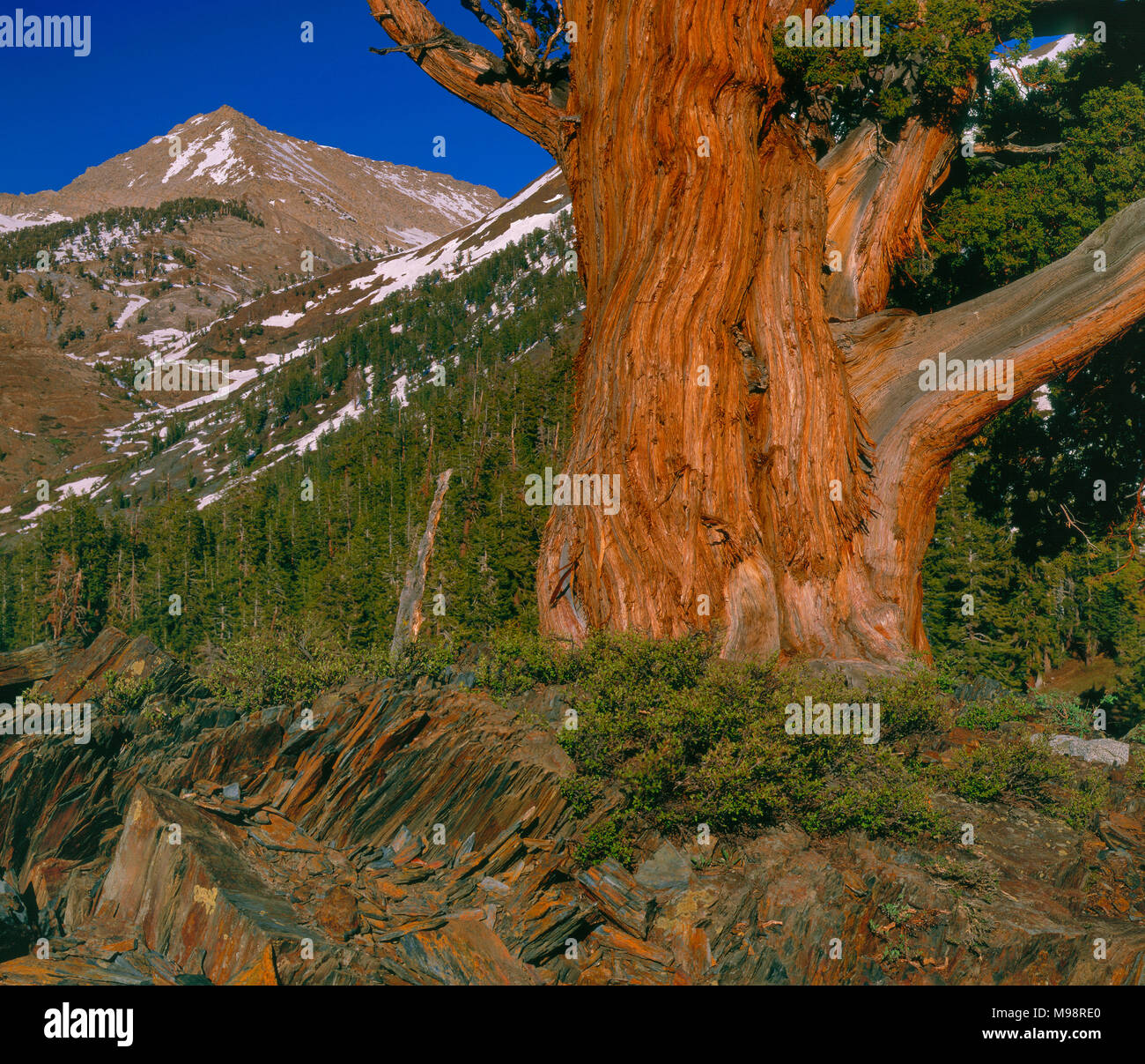 Räucherstäbchen Zeder, Calocedrus decurrens, Rainbow Peak, mineralische König, Sequoia National Park, Kalifornien Stockfoto