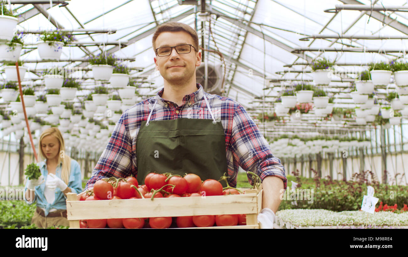 Gerne Landwirt Spaziergänge auf Kamera mit Kiste voller Tomaten durch Industrielle, hell erleuchteten Gewächshaus, andere Landwirte arbeiten mit Gemüse in der Backgrou Stockfoto
