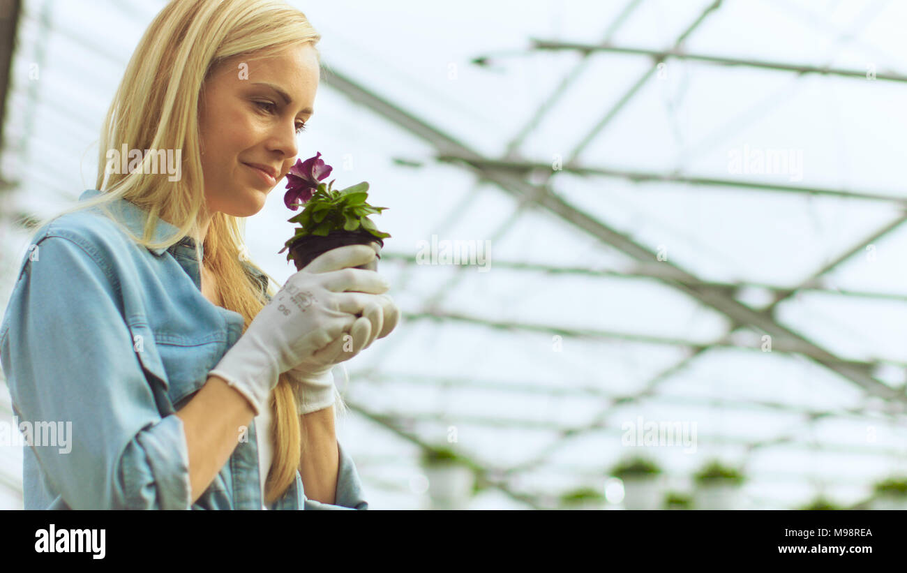 Schöne weibliche Gardner riecht Blumen in einem Topf. Sie arbeitet gerne mit Blumen an einem sonnigen Industrielle Gewächshaus. Stockfoto