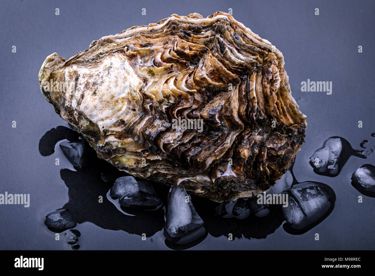 Frische Austern auf dunklem Hintergrund isoliert mit Eis Stockfoto