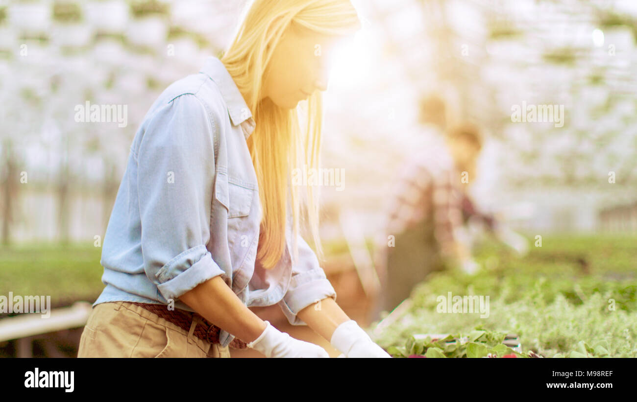 Weibliche Gärtner ordnet Blumentöpfe in den ordentlichen Zeilen in einem sonnigen Industrielle Gewächshaus. Stockfoto