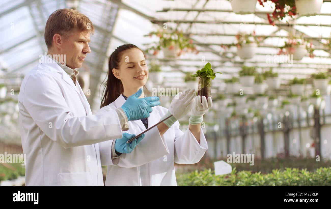 In der Industriellen Treibhausgasemissionen zwei Landwirtschaftliche Ingenieure testen Pflanzen Gesundheit und analysieren Daten mit Tablet-PC. Stockfoto
