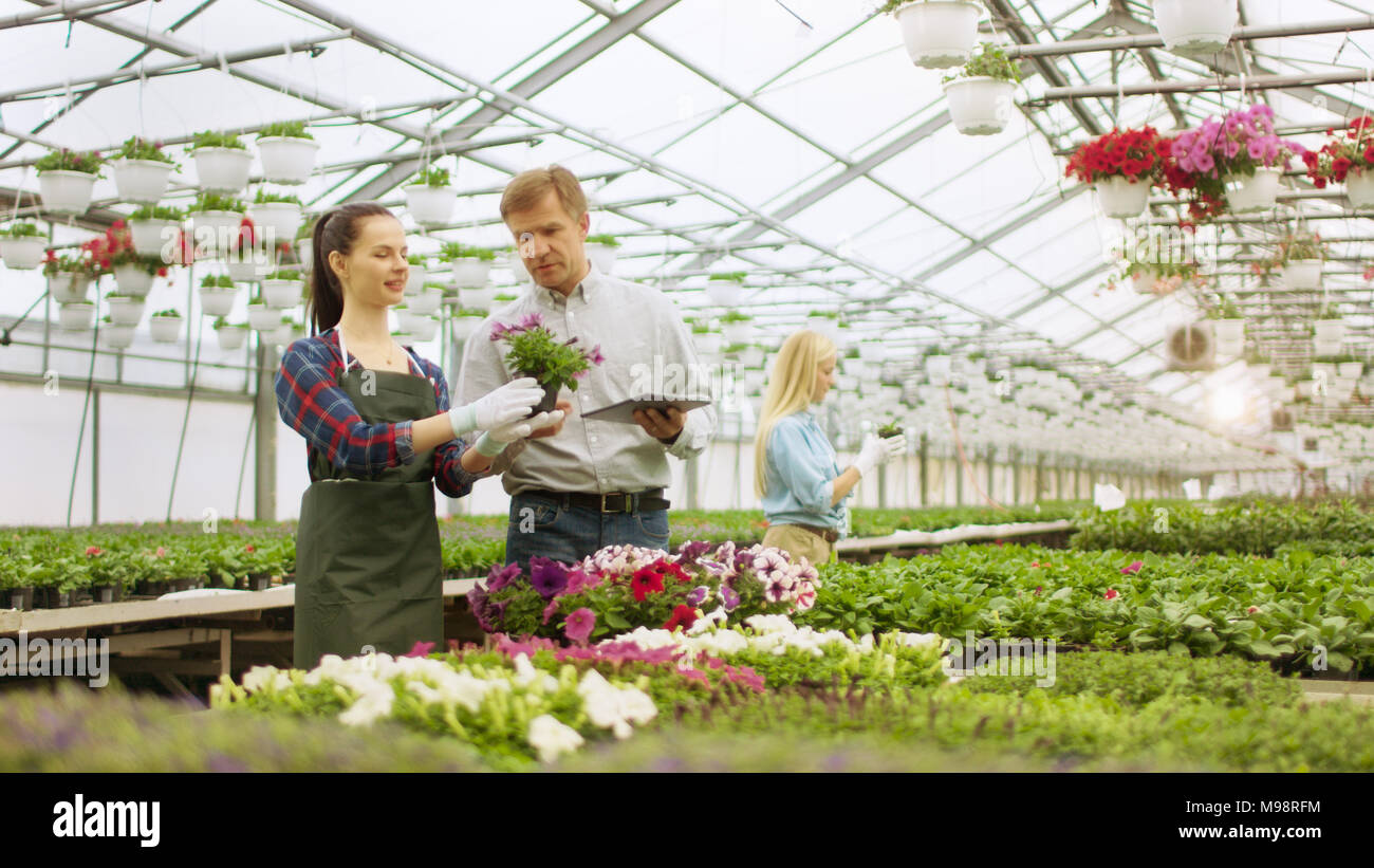 An einem sonnigen Gewächshaus Schöne junge Gärtner wirbt/Blumentopf auf respektable Geschäftsmann zeigt, verwendet er Tablet-PC Stockfoto