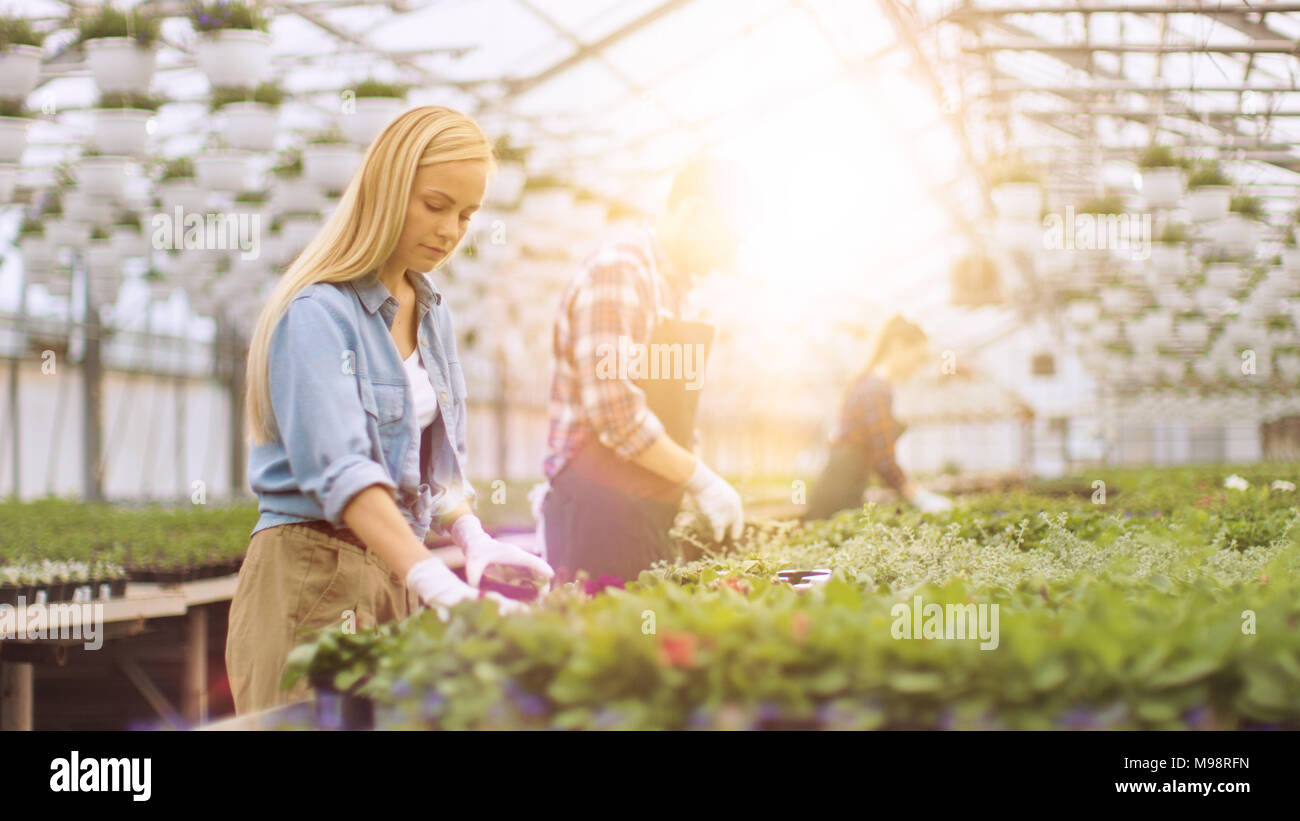 Team von Happy Gärtner fleißig arbeiten, Ordnen, Sortieren von bunten Blumen, Pflanzen und Pflanzen in einem sonnigen Industrielle Gewächshaus. Stockfoto