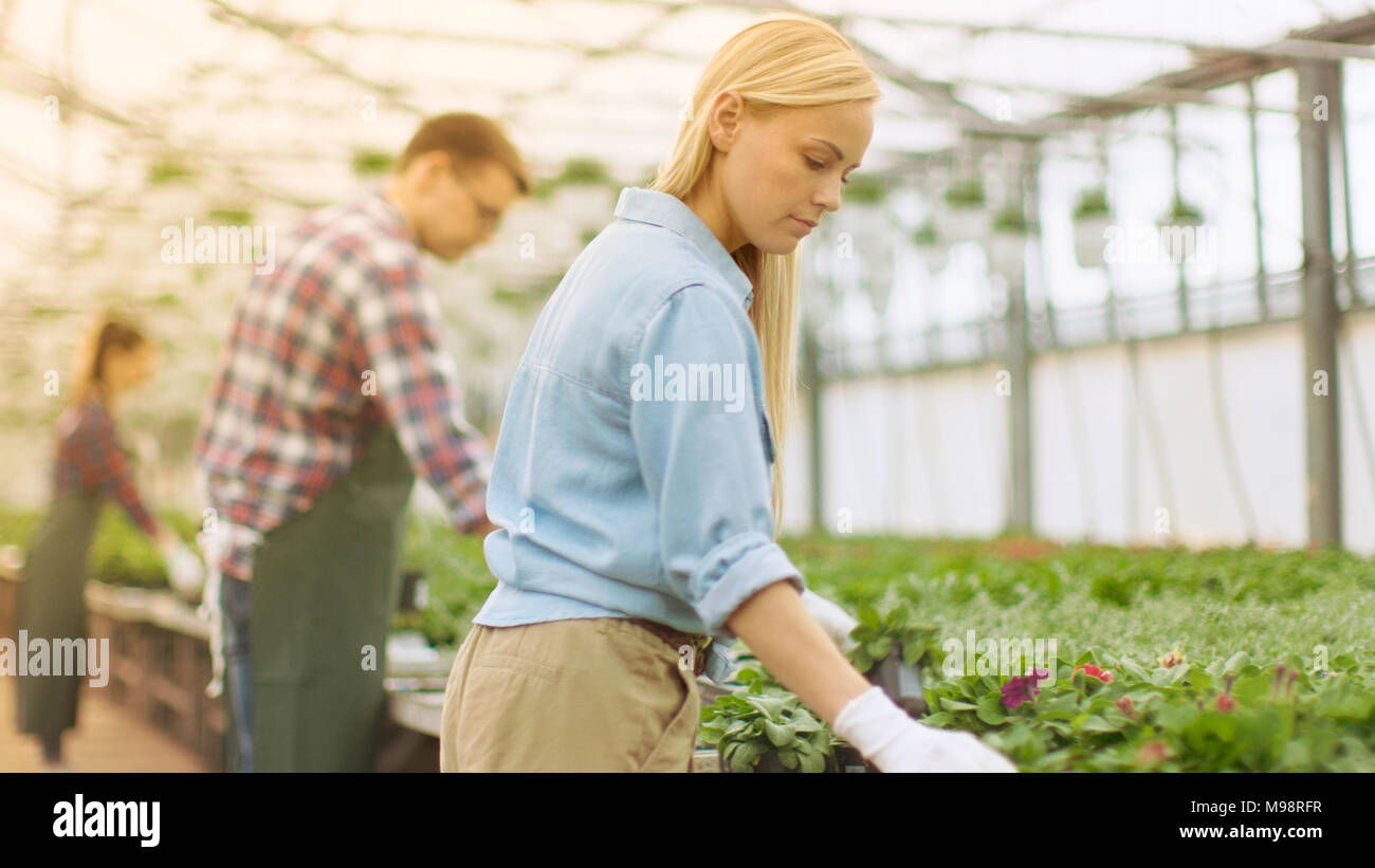 Team von Happy Gärtner fleißig arbeiten, Ordnen, Sortieren von bunten Blumen, Pflanzen und Pflanzen in einem sonnigen Industrielle Gewächshaus. Stockfoto