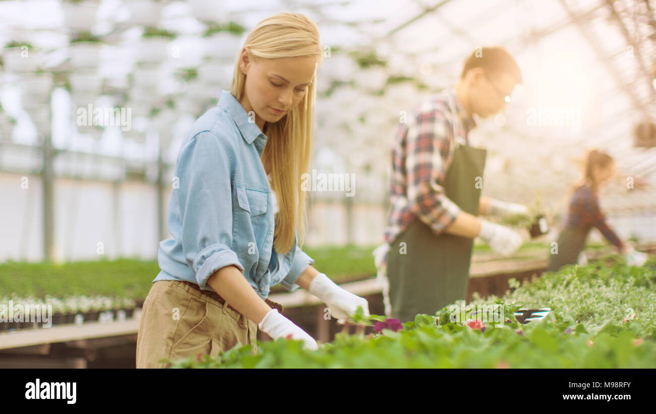 Team von Happy Gärtner fleißig arbeiten, Ordnen, Sortieren von bunten Blumen, Pflanzen und Pflanzen in einem sonnigen Industrielle Gewächshaus. Stockfoto