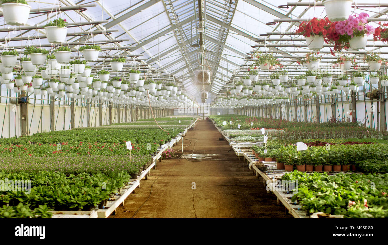 Schuss der Reihen von bunten, Schönen, seltenen und kommerziell tragfähigen Blumen und Pflanzen wachsen im sonnigen Industrielle Gewächshaus. Große Produktion Stockfoto