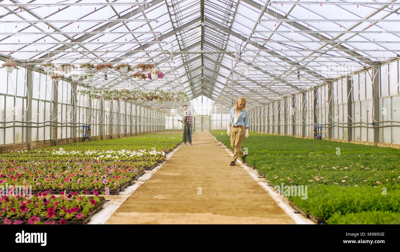 An einem sonnigen Industrielle Gewächshaus für Gärtner Wasser Blumen und Pflanzen mit Gartenschlauch und Ordnen, Sortieren und ihre Qualität prüfen. Stockfoto