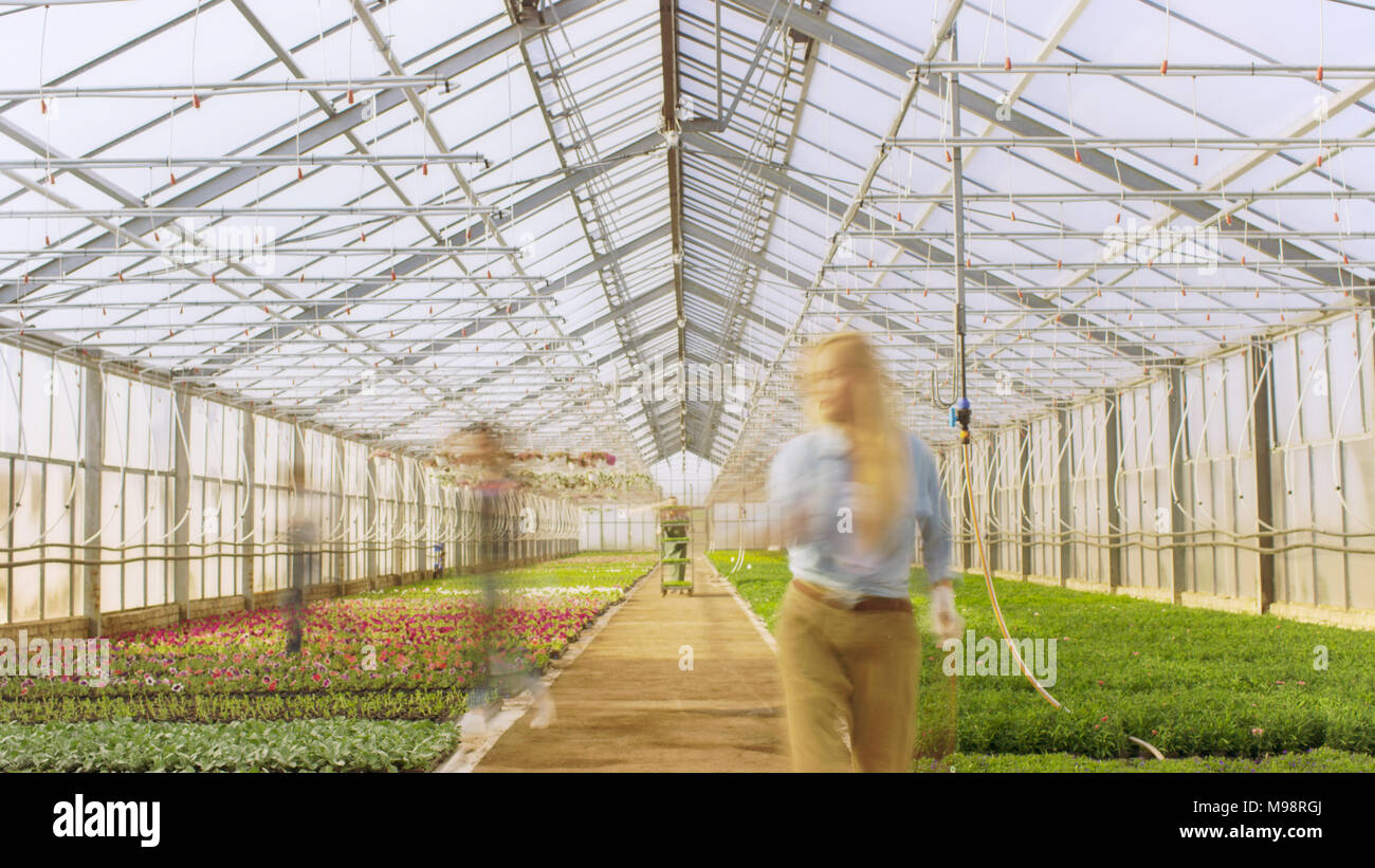 Schuß von Busy Industrielle Treibhausgase, wo der Gärtner Silhouetten Arbeit auf wachsende Schöne und leckere Pflanzen. Stockfoto