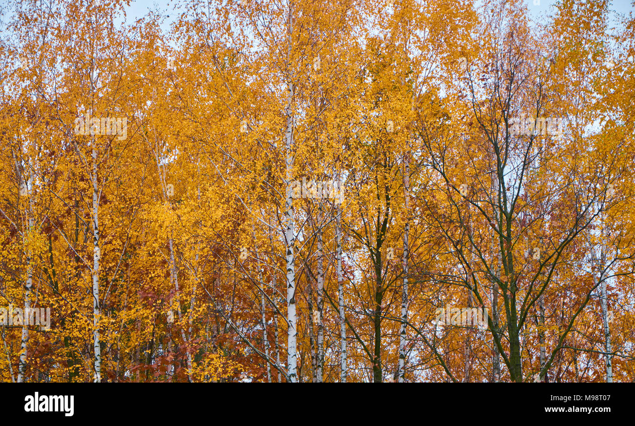 Goldener Herbst Hintergrund, Blätter in gelb eingefärbt Stockfoto