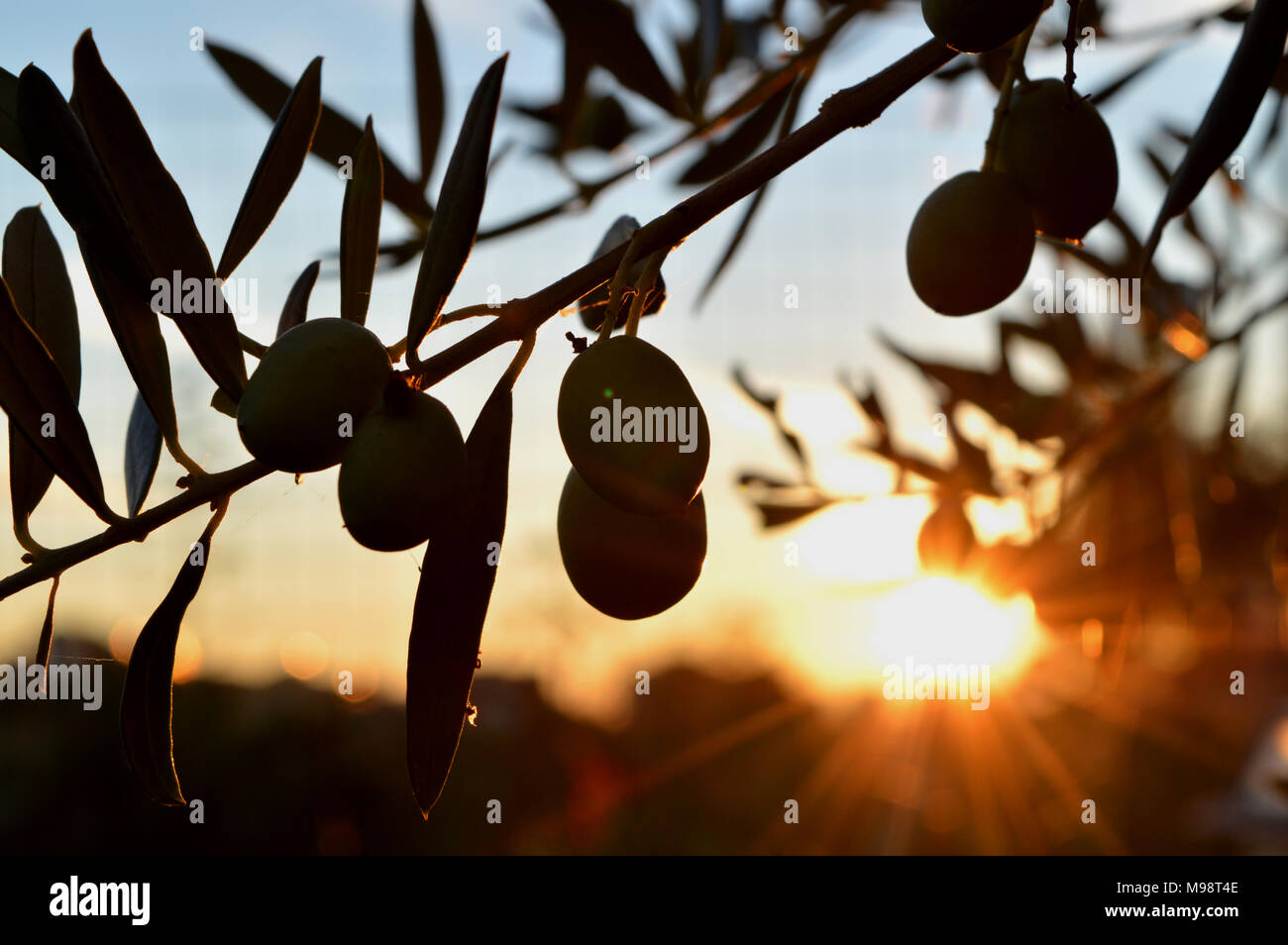Nahaufnahme von einem Olivenzweig Küsste durch die ersten Strahlen der Sonne, sizilianischen Landschaft Stockfoto