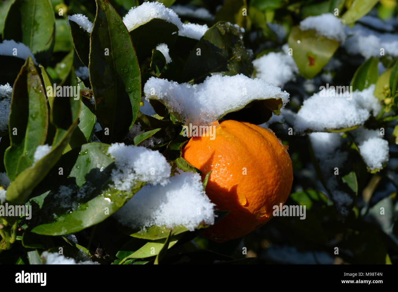 Hintergrund einer Orange Zweig mit Früchten nach einem Schneefall, sizilianischen Landschaft Stockfoto