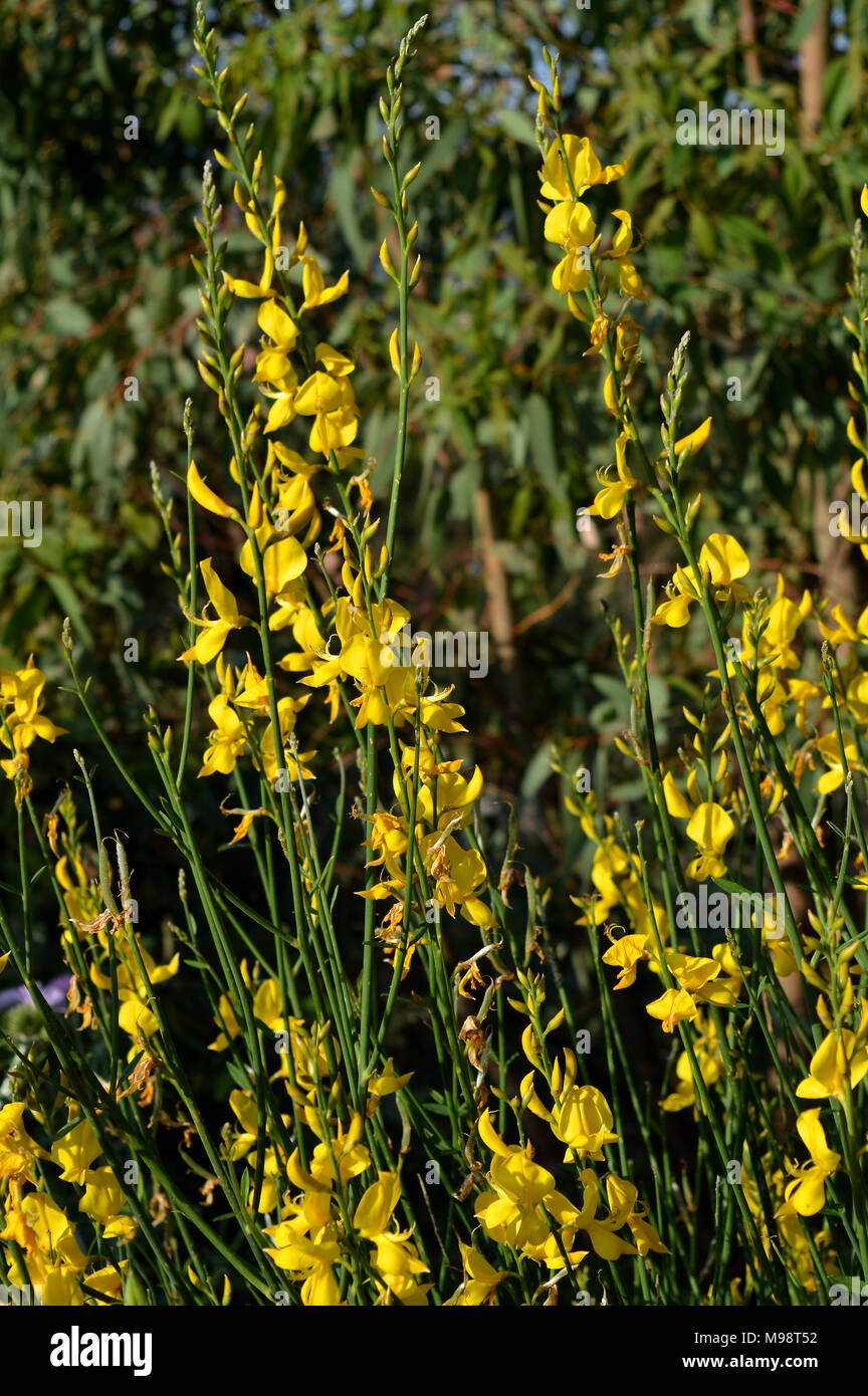 Ginestra gialla -Fotos und -Bildmaterial in hoher Auflösung – Alamy