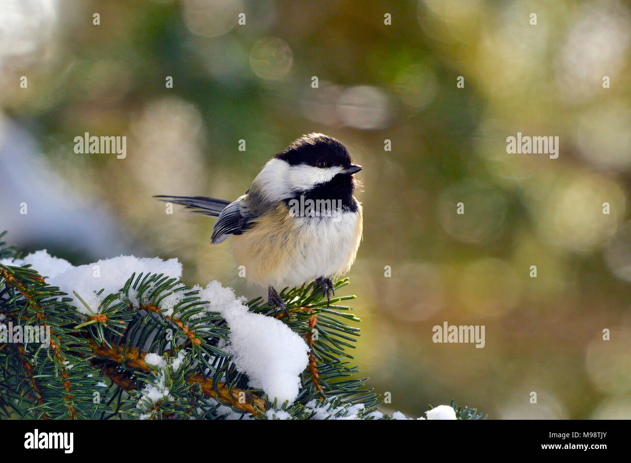 Eine Vorderansicht Bild eines schwarz-capped chickadee Vogel (Parus gambeli); auf einem Ast in ländlichen Alberta Kanada thront. Stockfoto