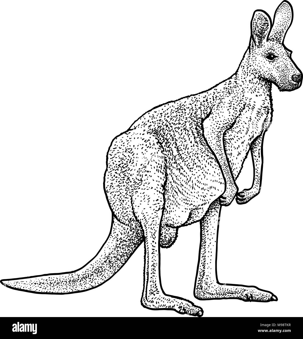Rote Känguru Abbildung, Zeichnung, Gravur, Tinte, Strichzeichnungen