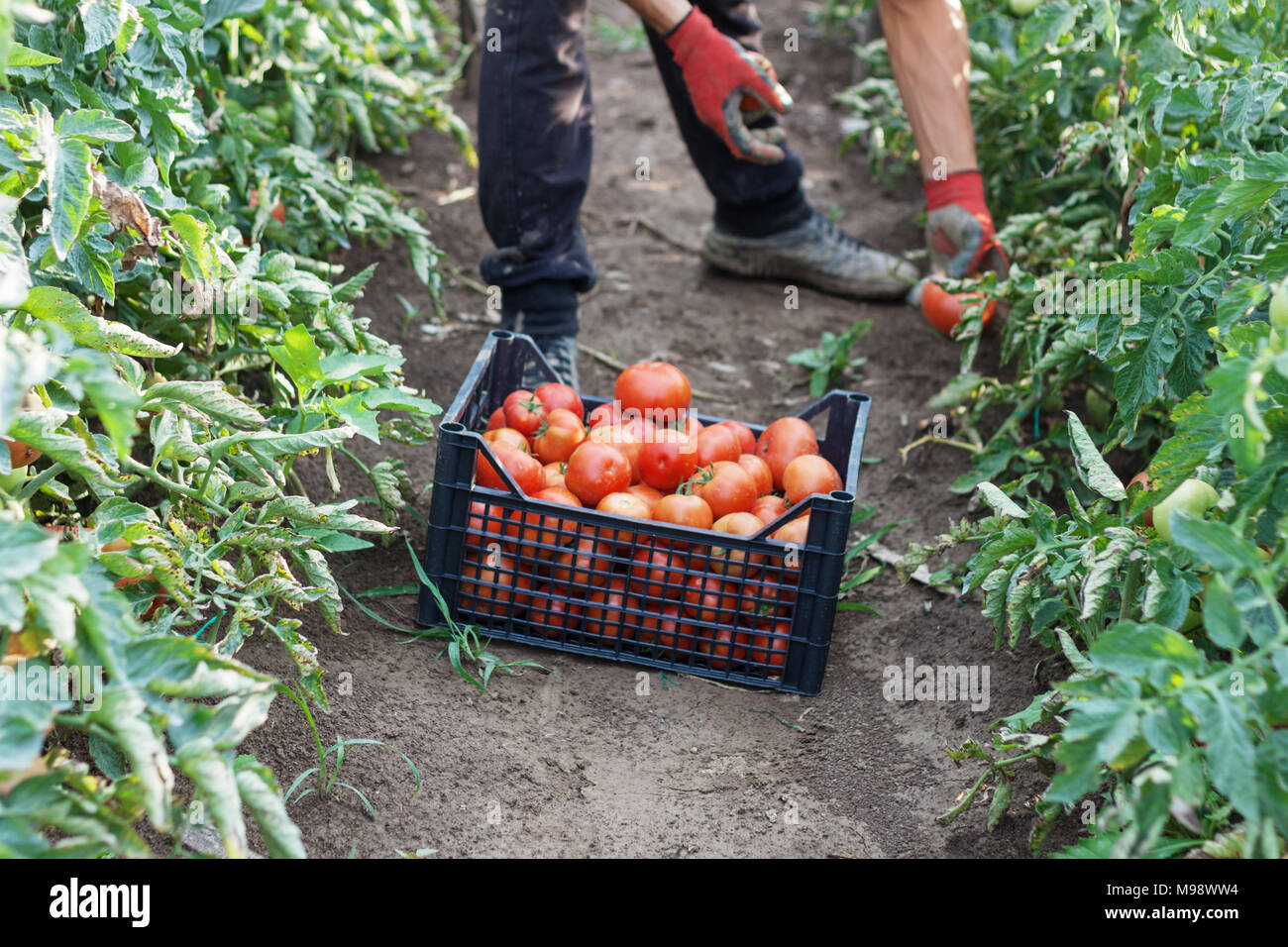 junge männliche Landwirt Abholung frische Tomaten auf der Plantage Stockfoto