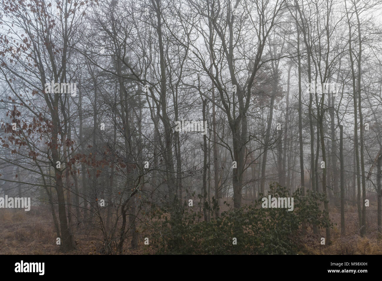 Der frühe Winter morgen Nebel im Wald Stockfoto