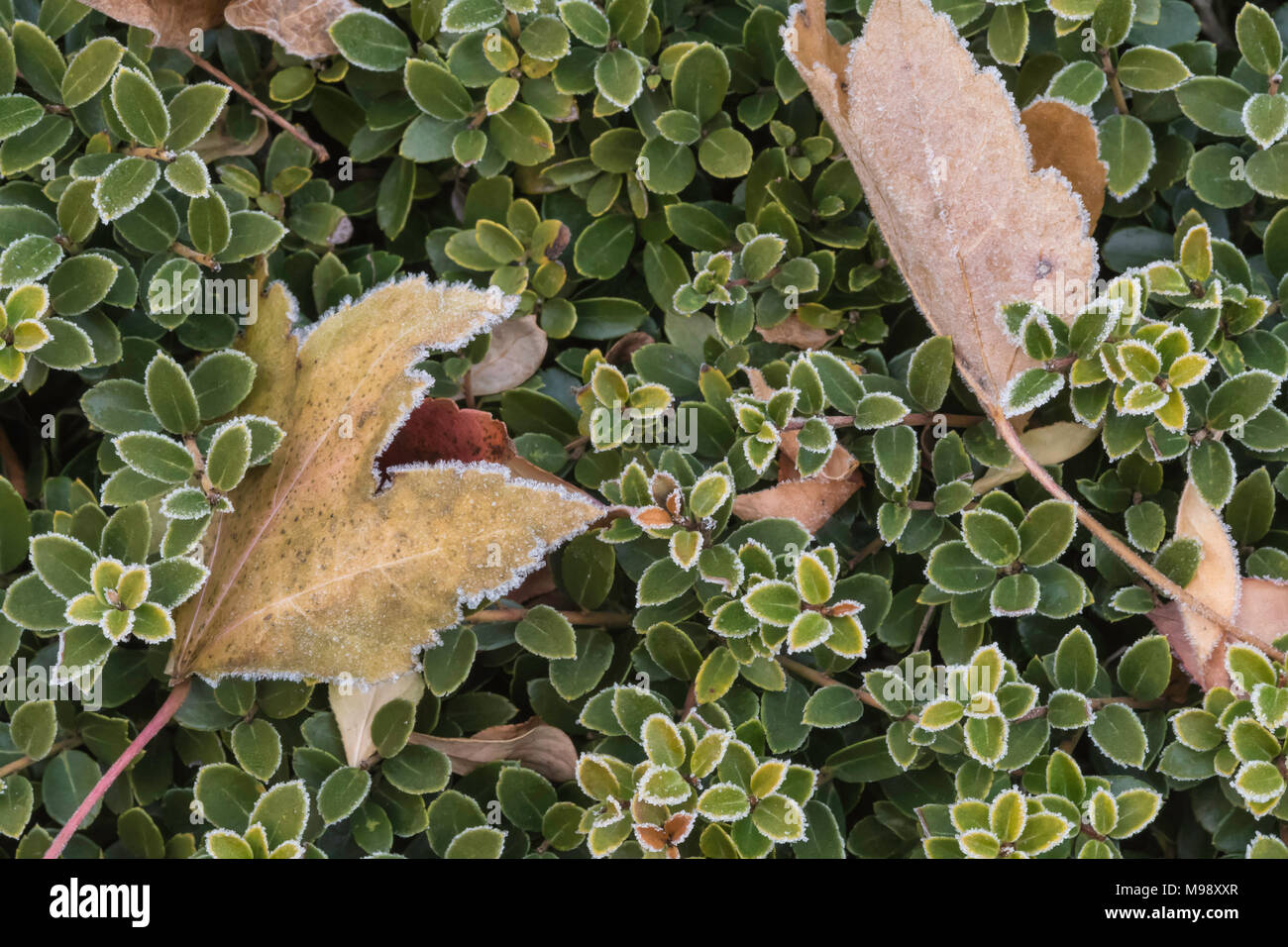 Blätter auf einem immergrünen Strauch mit Frost an einem kalten Wintermorgen horizontale Ansicht Stockfoto